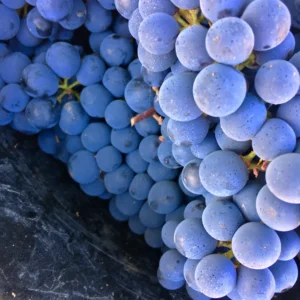 tros blauwe druiven